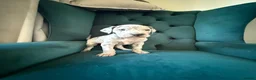 Great Dane dogs for sale: 1 boy left Ready now 8weeks old kc Great Dane's - Advert 22