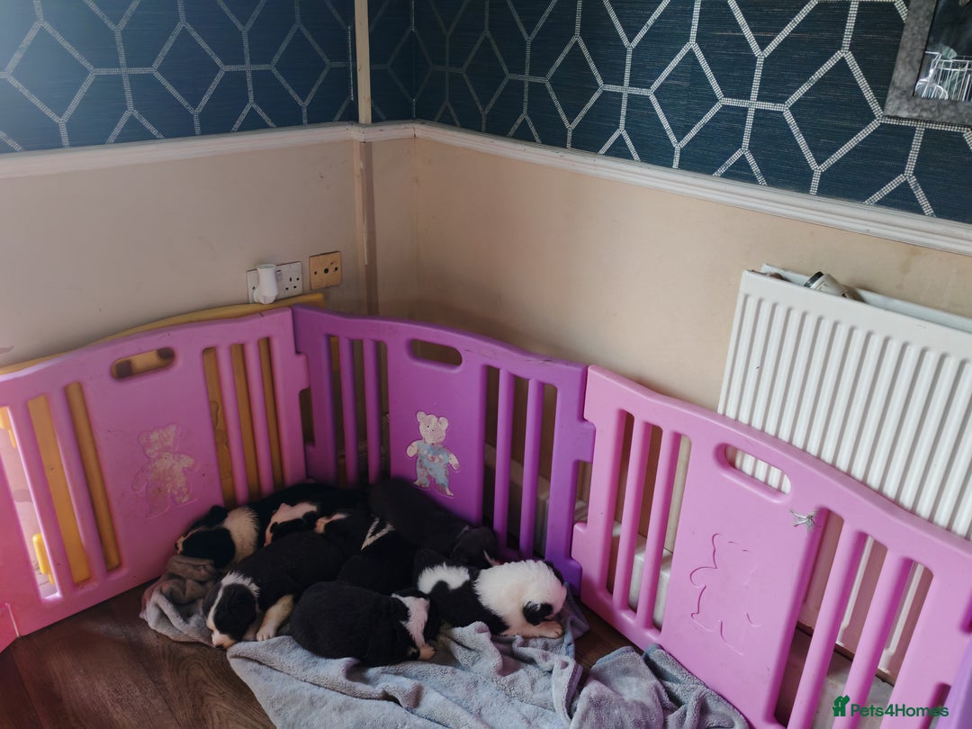 Mixed Breed dogs for sale: Old tyme bulldog x Border collie - Advert 2