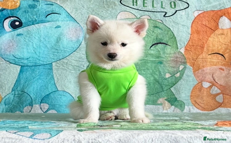 Pomsky dogs - Advert 9