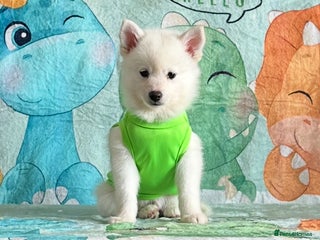 Pomsky dogs - Advert 12
