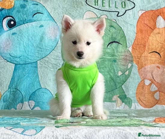 Pomsky dogs - Advert 9