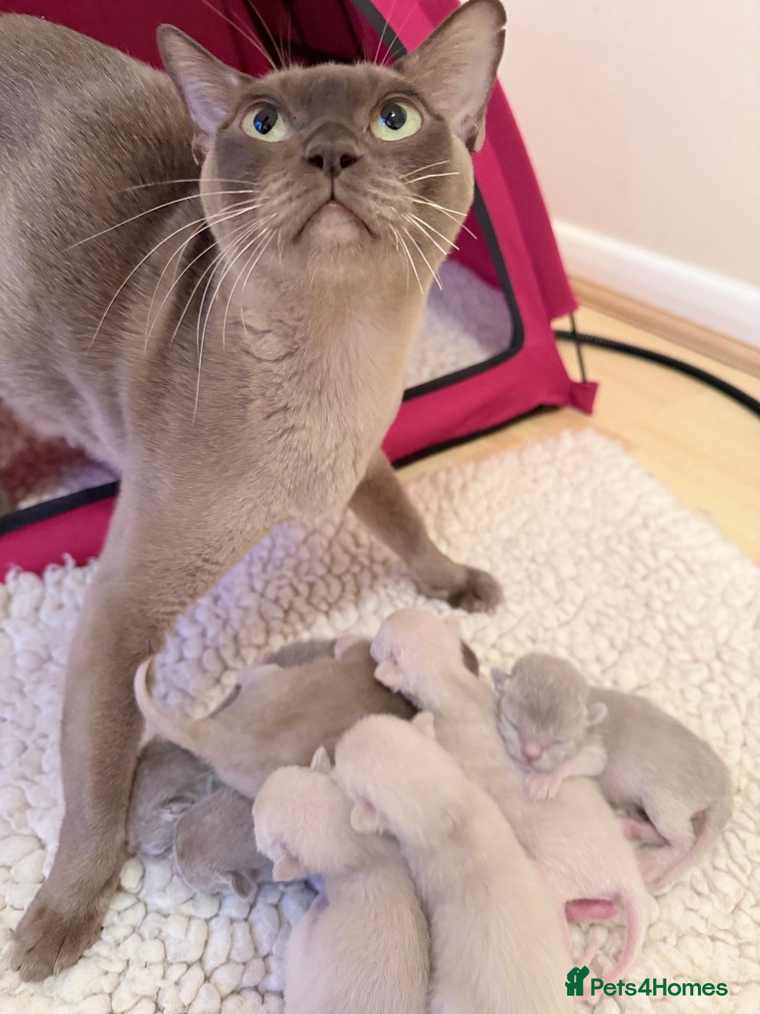 Burmese cats for sale: GCCF-Home raised-BurmeseKittens ready end February - Advert 10