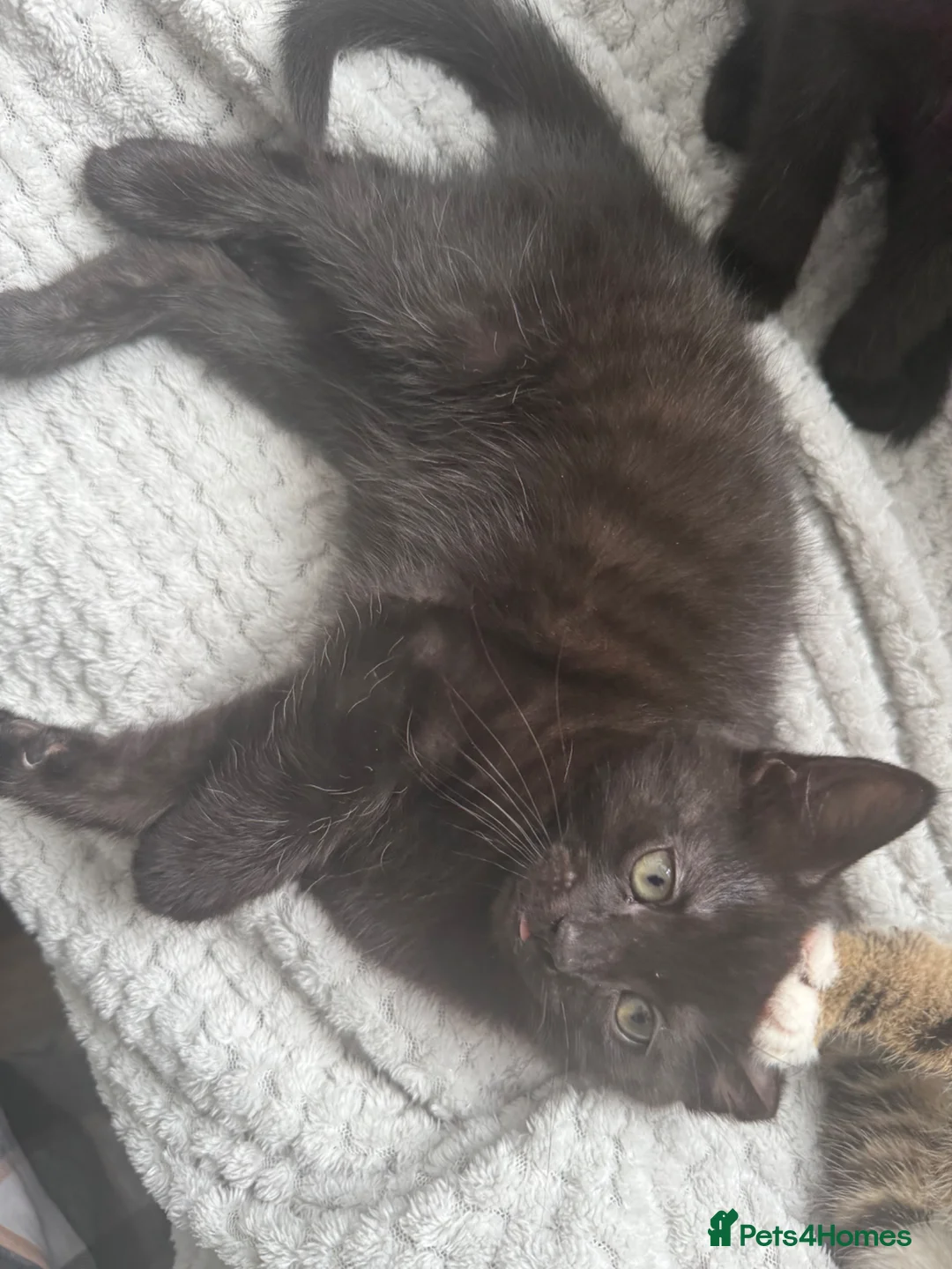 Mixed Breed cats for sale: Male black kitten  - Advert 2