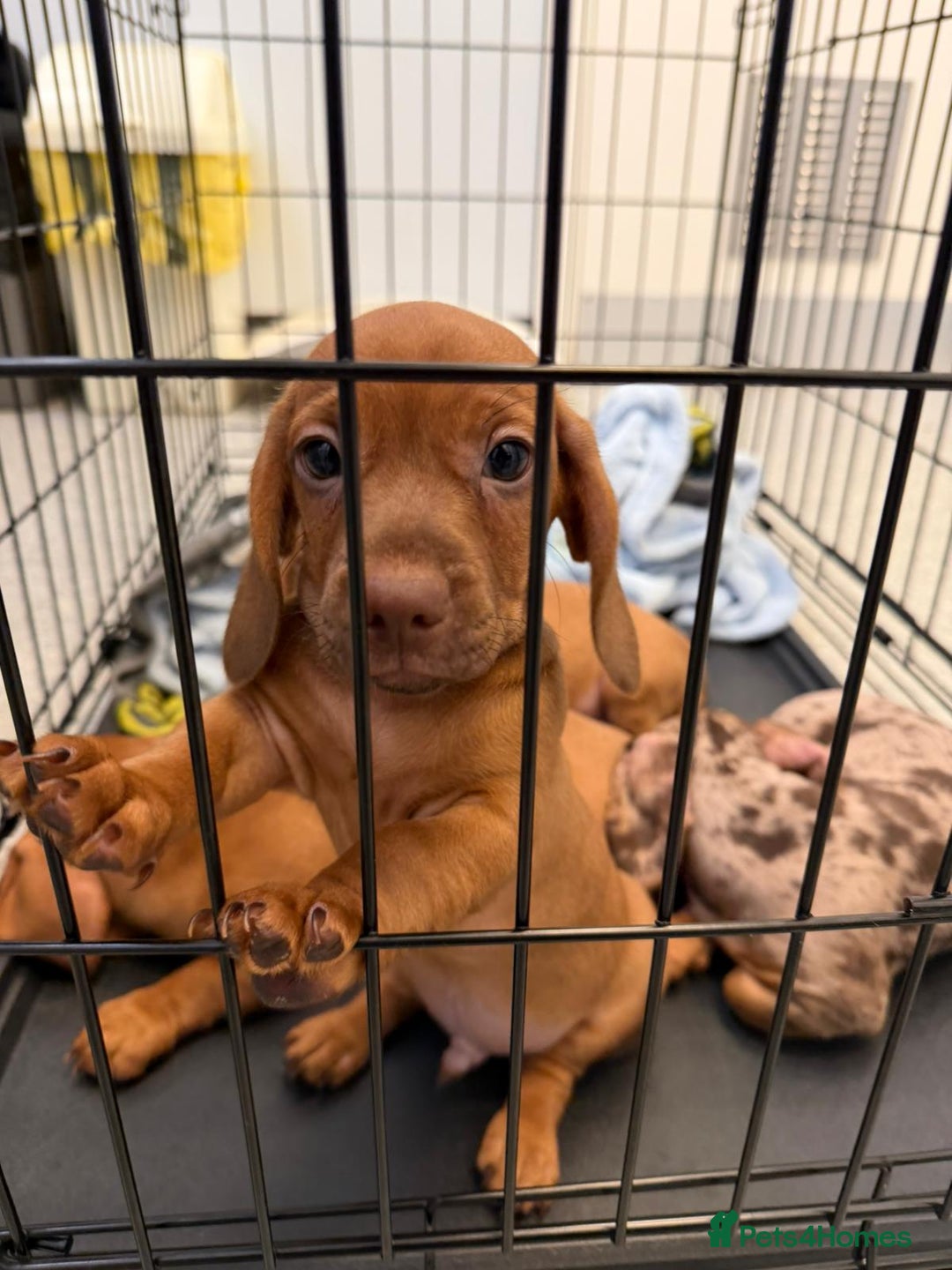 Dachshund dogs for sale:  Dashcund puppy  - Advert 2