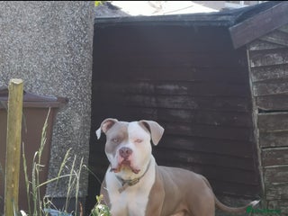 American Bulldog dogs in Johnstone - Advert 2