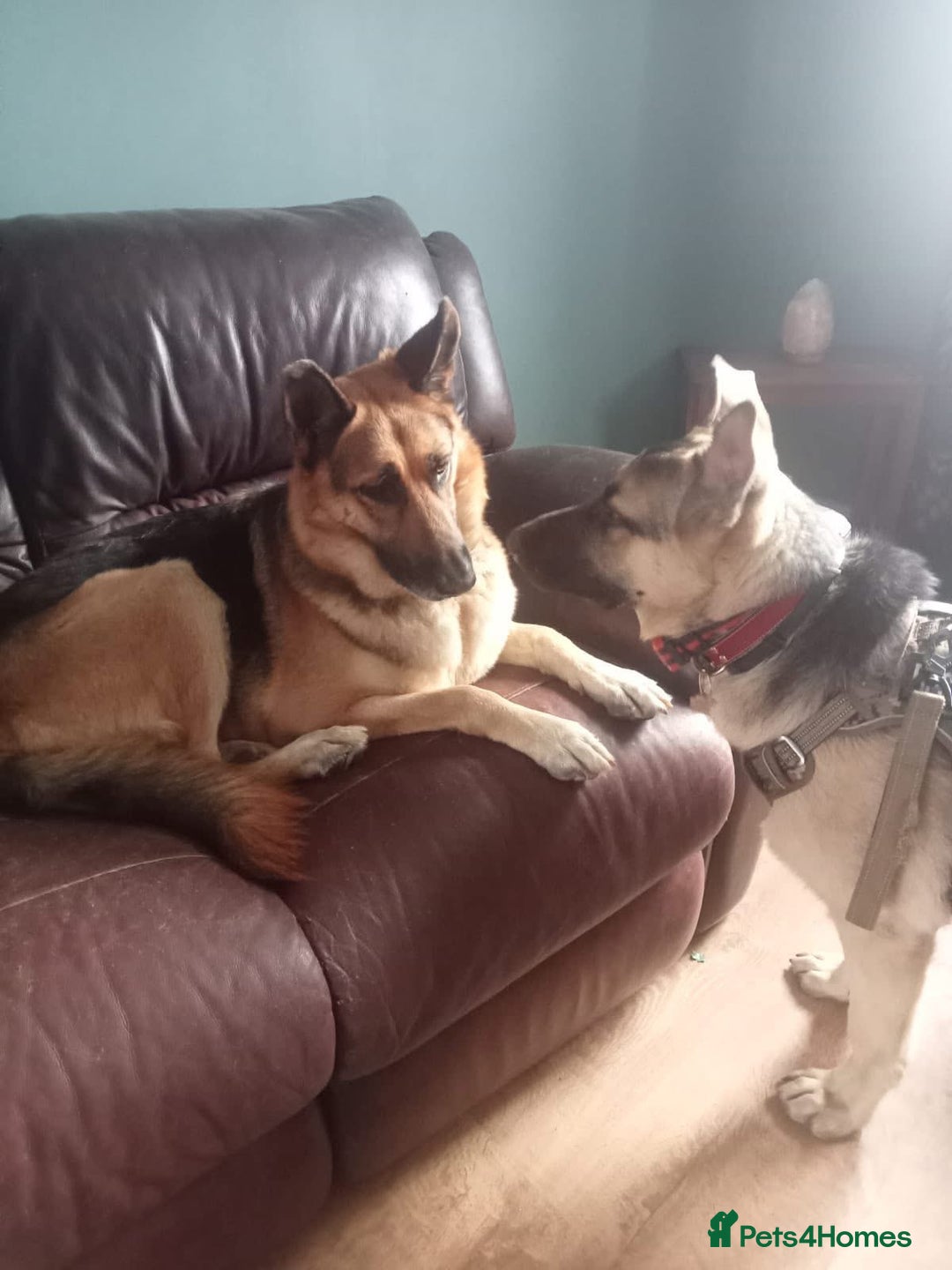 Mixed Breed dogs for adoption: Jessica stunning German Shepherd  - Image 5