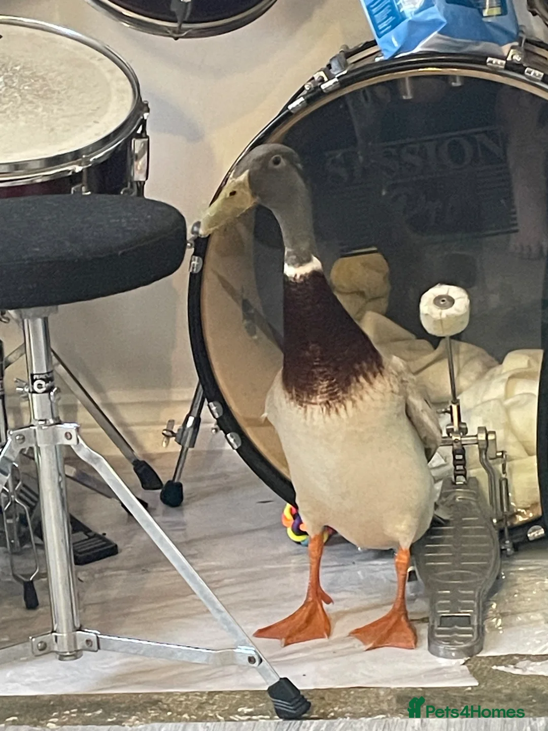 Ducks poultry for sale: Male runner duck - Advert 6