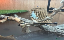 Iguana reptiles for sale: Snow zero iggy  - Image 3