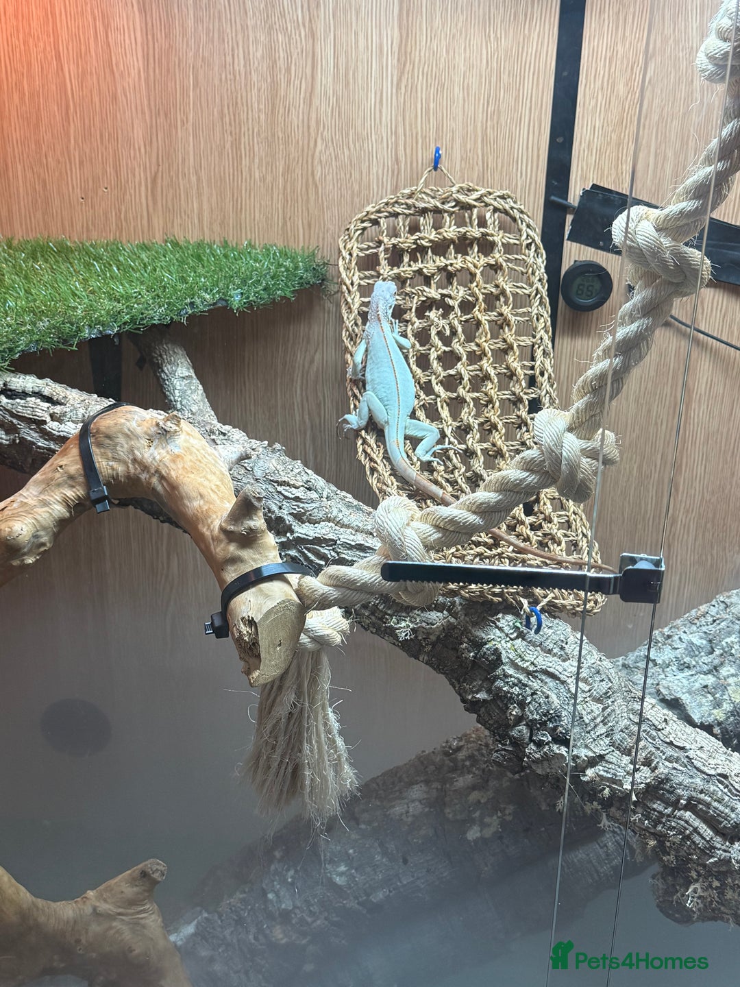 Iguana reptiles for sale: Snow zero iggy  - Image 3