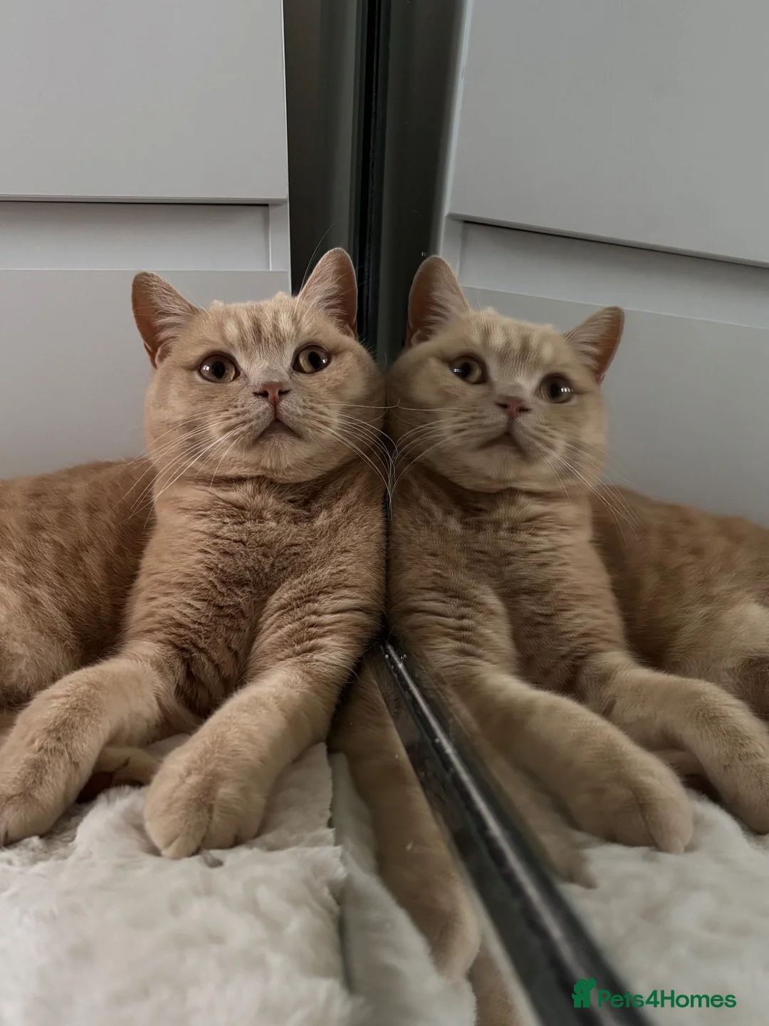 British Shorthair cats for sale: Golden British shorthair  in Edinburgh - Advert 2