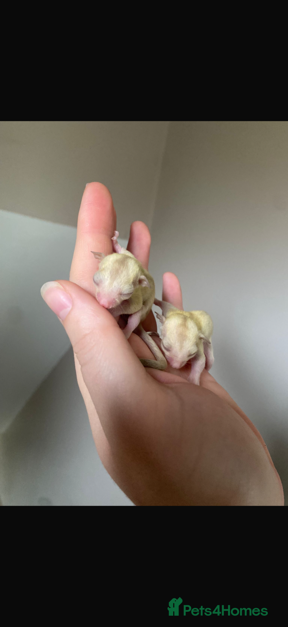 Sugar Glider rodents Sugar gliders available  - Advert 7