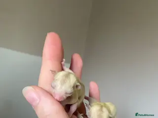 Sugar Glider rodents Sugar gliders available - Advert 7