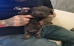 Mixed Breed dogs for sale: Little bundles of schweenie love!  - Image 5