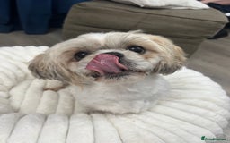 Shih Tzu dogs for sale: Shih tzu - Image 9