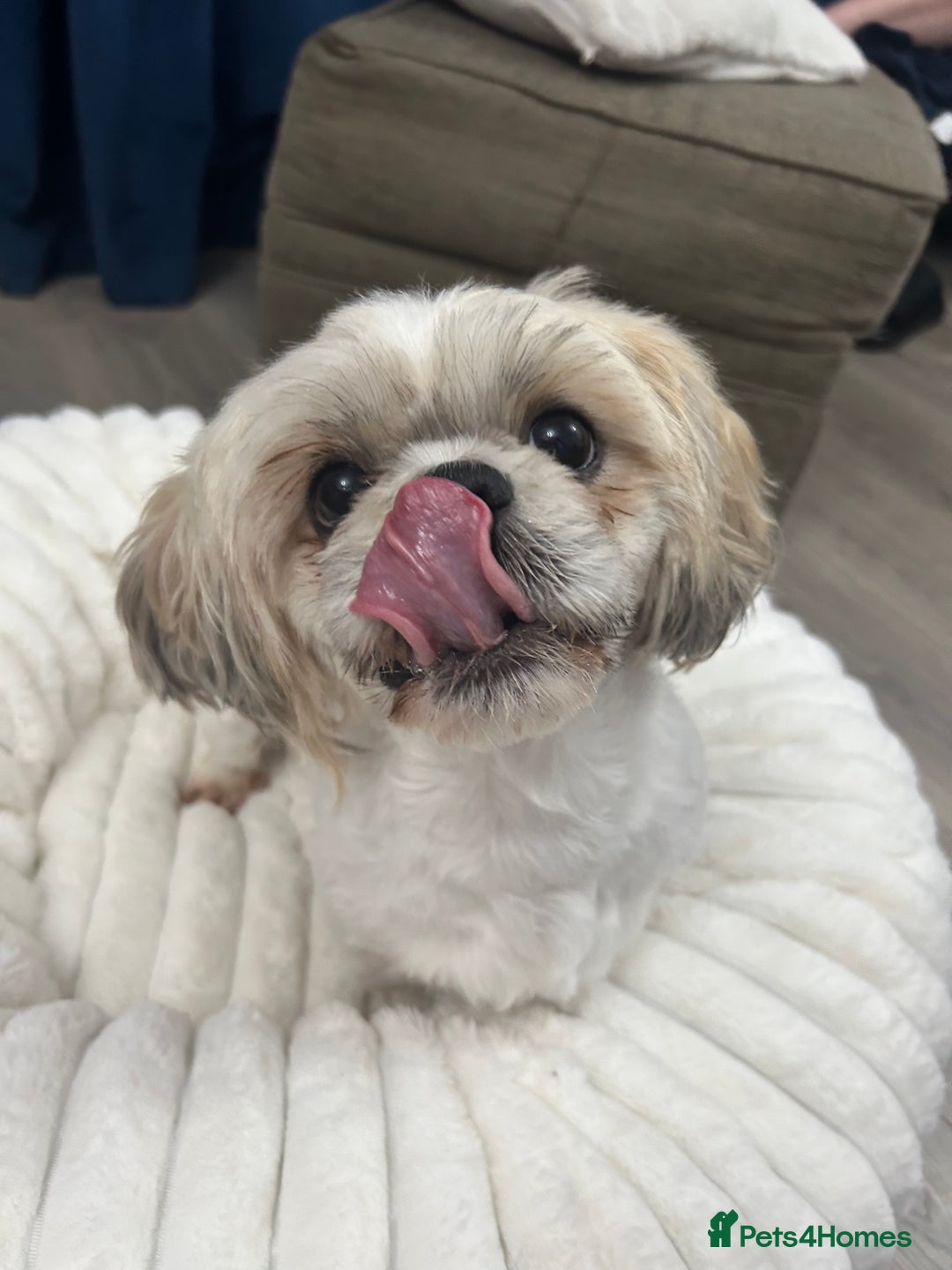 Shih Tzu dogs for sale: Shih tzu - Image 9