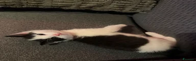 Mixed Breed 1