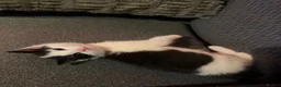 Mixed Breed cats for sale: 2 beautiful kittens  - Advert 7