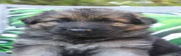 German Shepherd dogs for sale: Beautiful German sheppard puppies - Advert 9