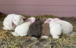 French Lop rabbits for sale: 🤍Pure Bred Giant French Lop Babies🤍 - Image 11