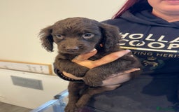 Sproodle dogs for sale: Ready now Springer cross labradoodle - Image 14