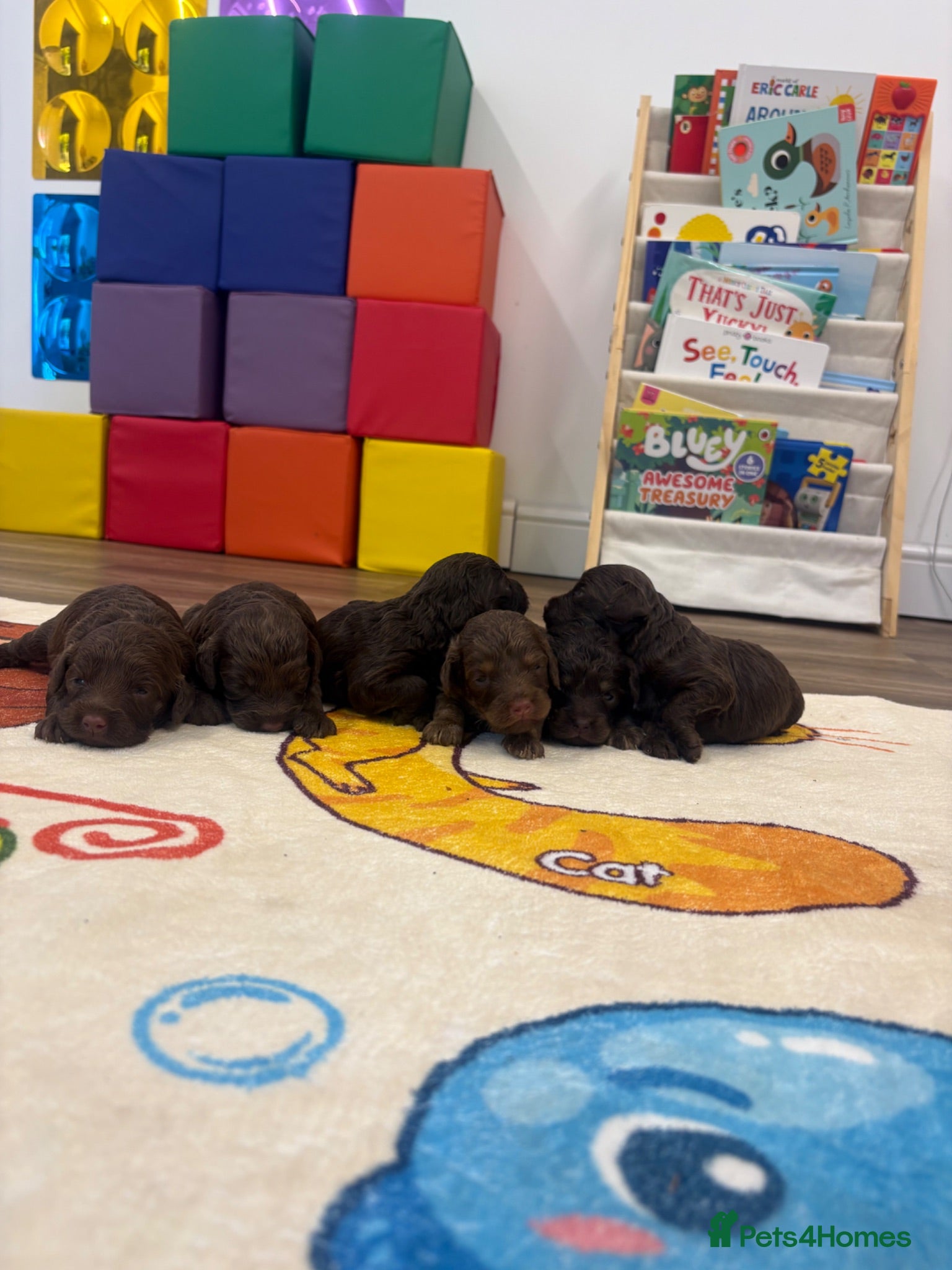 Cockapoo dogs Stunning cockerpoo litter - Advert 1