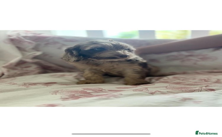 Cockapoo dogs - Advert 1