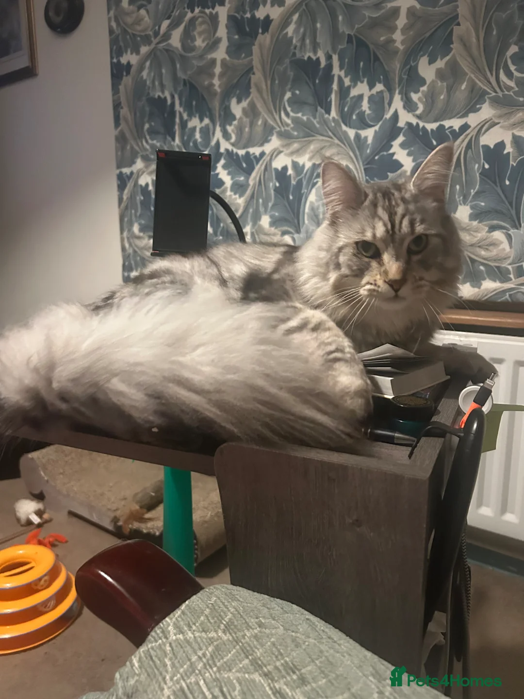 Mixed Breed cats for sale: Maine Coon Cross - Advert 2