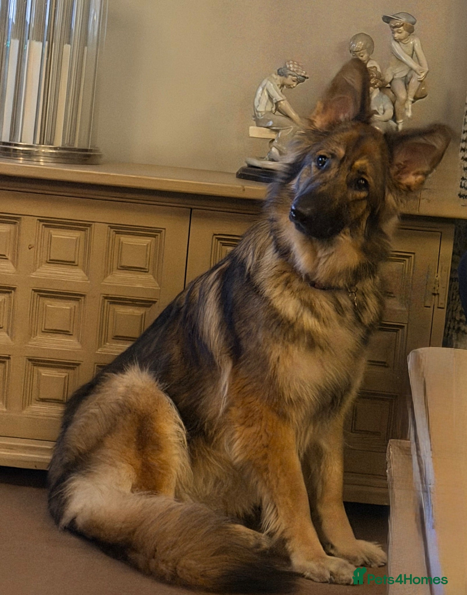 German Shepherd dogs KC reg 1 year bitch German Shepherd  - Advert 2