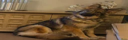 German Shepherd dogs for sale: KC reg 1 year bitch German Shepherd  - Advert 7