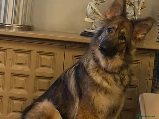 German Shepherd dogs KC reg 1 year bitch German Shepherd - Advert 2