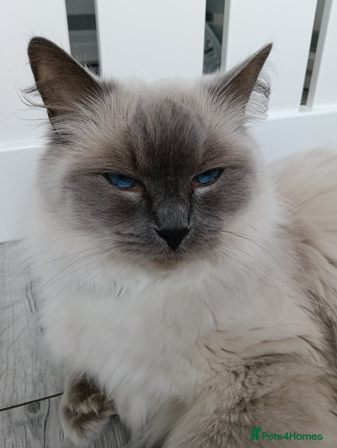 Ragdoll cats for sale: GCCF registered pedigree ragdoll kittens  - Advert 2