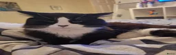Mixed Breed cats for sale: 3 bonded brothers - Advert 2