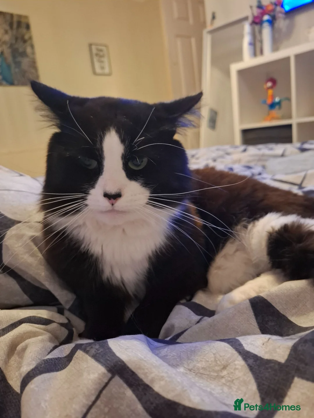 Mixed Breed cats for sale: 3 bonded brothers - Advert 2
