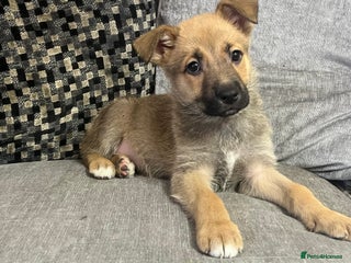 Mixed Breed dogs 4 puppy’s left ready to leave now 🐶 - Advert 14