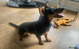 Mixed Breed dogs for sale: Gentle loving puppy selling due to family illness  - Image 1