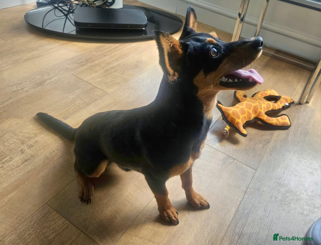 Mixed Breed dogs for sale: Gentle loving puppy selling due to family illness  - Image 1