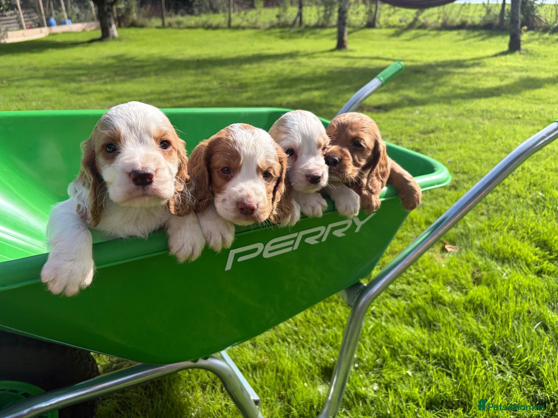 Cocker Spaniel dogs Beautiful Cocker Spaniel Pups Looking for Homes - Advert 2