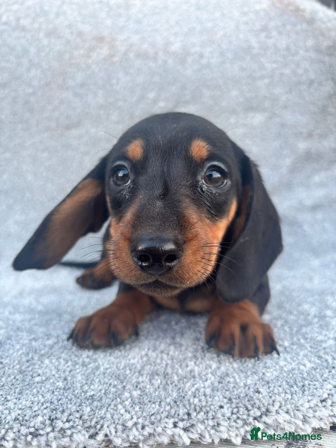 Miniature Dachshund dogs for sale: Mini dachshunds 4 boys  - Advert 1