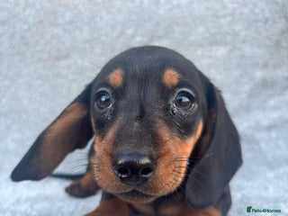 Miniature Dachshund dogs Mini dachshunds 4 boys - Advert 6