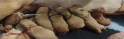 Labrador Retriever dogs for sale: KC registered Labours Fully vaccinated  - Advert 8