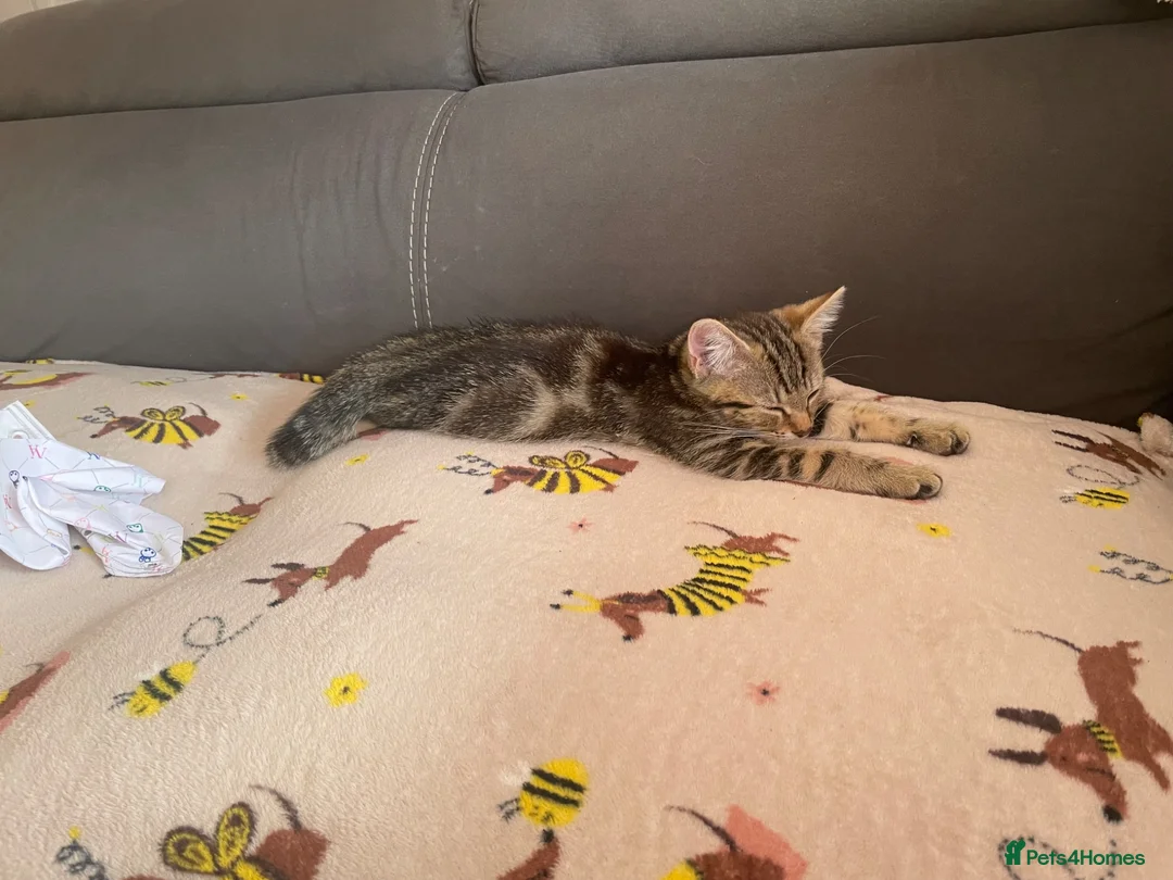 Mixed Breed cats for sale: Beautiful Tabby Kitten  in Worcester - Advert 2
