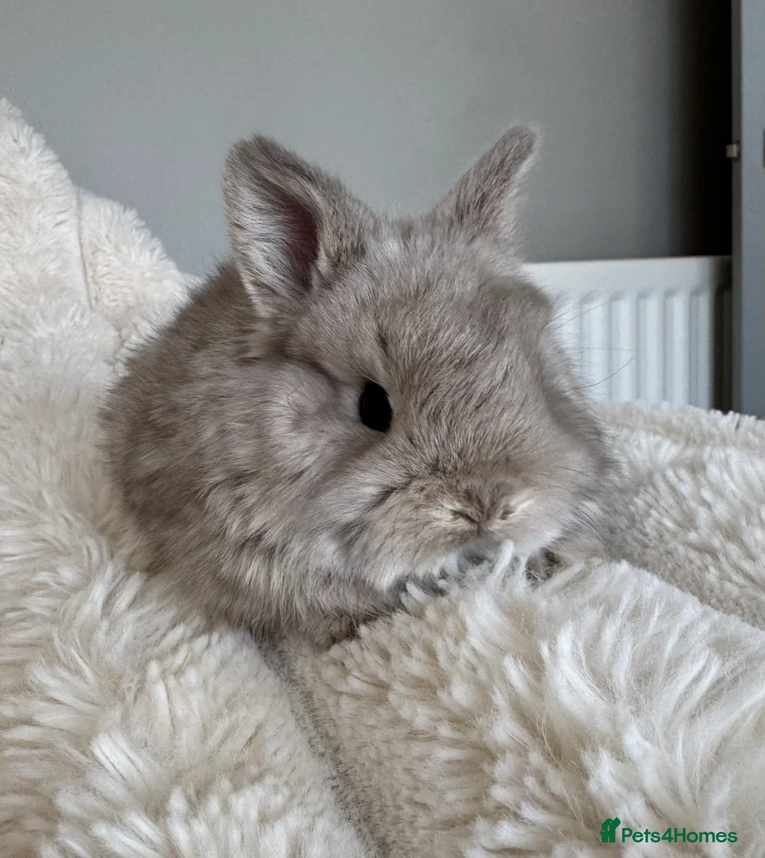 Mixed Breed rabbits for sale: Ready  **  WEEKEND beautiful well handled babies in Sunderland - Advert 10