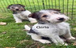 Fox Terrier dogs for sale: KC registered Wire hair fox Terrier puppies  - Image 5