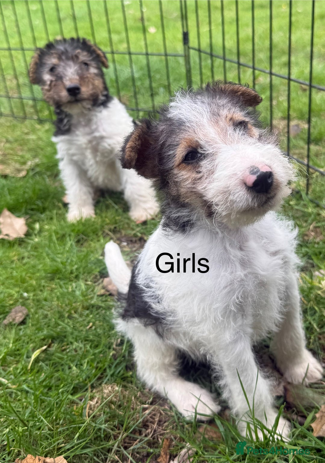 Fox Terrier dogs for sale: KC registered Wire hair fox Terrier puppies  - Image 5