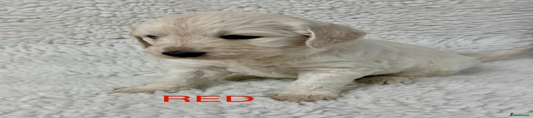 Castlecorrie Red Ruby