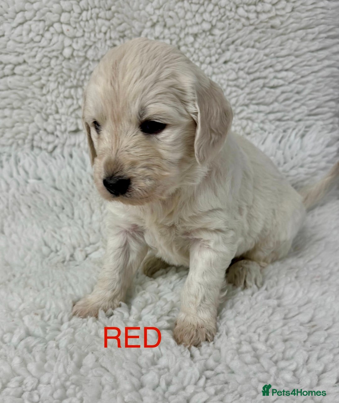 Goldendoodle dogs for sale: 💛F1 Castlecorrie Goldendoodle💛 - Advert 5