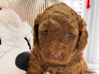 Labradoodle dogs Teddy Labradoodle Puppies – DNA Tested Line - Advert 1