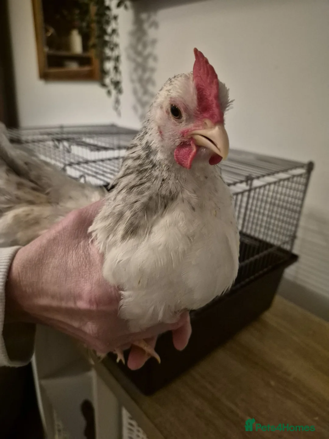 Chickens poultry for sale: Male Chickens - Sarana cross x 5 - Advert 2