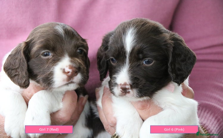 English Springer Spaniel dogs - Advert 4