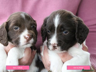 English Springer Spaniel dogs - Advert 5